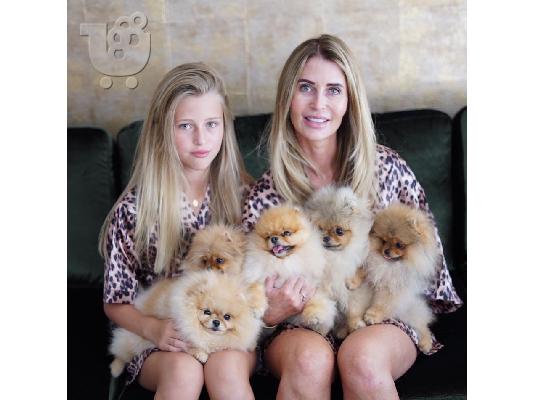PoulaTo: Pomeranian κουτάβια